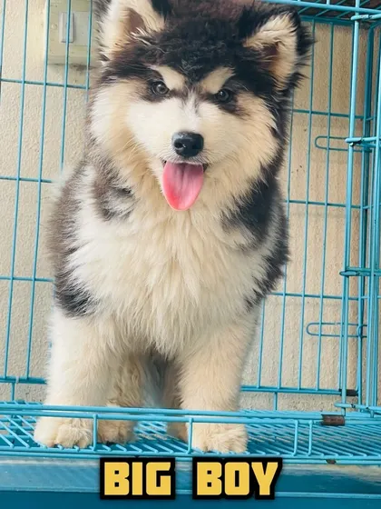 When I say "BIG BOY," this is what I mean. This woolly coat Husky puppy shows the size and bone structure I aim for. He's fluffy, confident, and has a real presence.