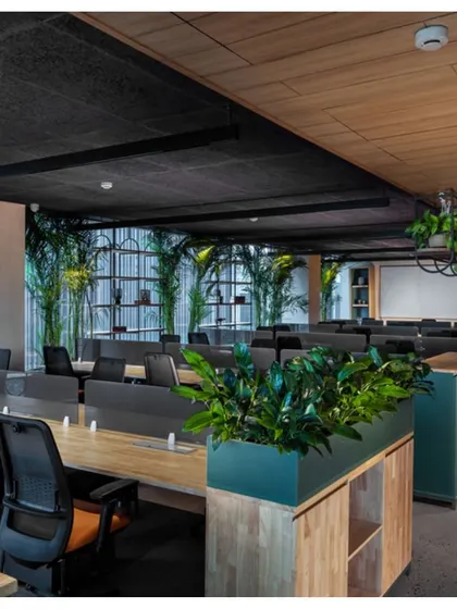 In this office, we used planters as dividers between workstation clusters. This not only improves air quality but also provides visual relief and a sense of calm, contributing to a healthier and more productive work environment.