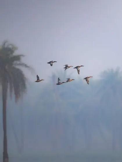 Another shot of the flock in flight, this time composed with a single large palm tree, creating a different but equally evocative image of the wetlands.