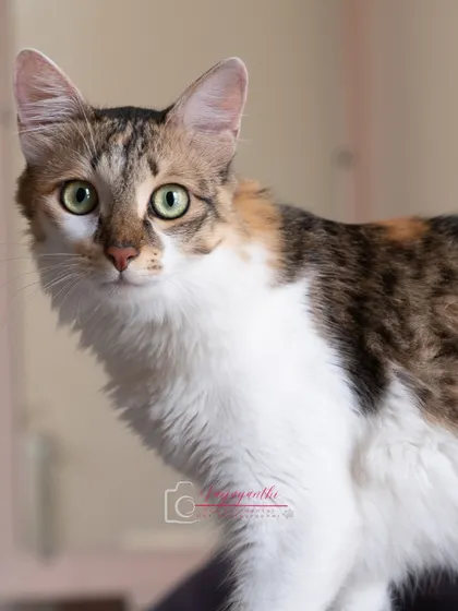 A beautiful, direct portrait of Hermione. Her striking eyes and calm demeanor are perfectly captured in her comfortable home environment.
