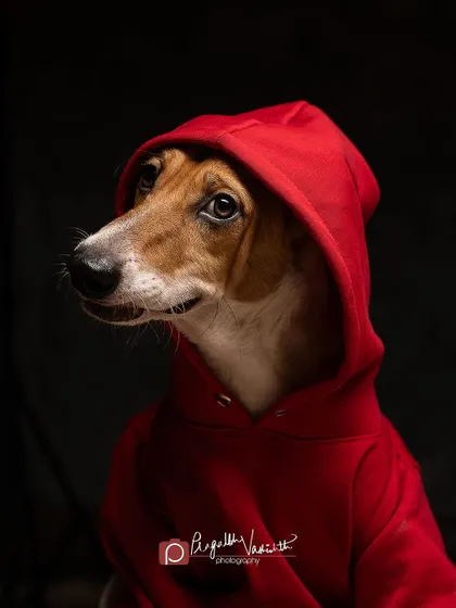 Another angle of our Indie model, showing his intelligent and curious nature.