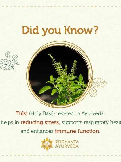 Did you know that Tulsi, or Holy Basil, is revered in Ayurveda for its ability to reduce stress? It also supports respiratory health and enhances overall immune function.