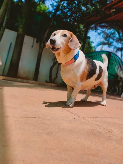 Asahi, a Basset Hound mix, finds her favorite sun spot away from the playful youngsters. We make sure every dog's preferences are respected.