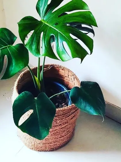 The Monstera Deliciosa is one of the most popular indoor plants we provide for homes and offices. Its beautiful, unique leaves add a stylish and tropical feel to any indoor space.