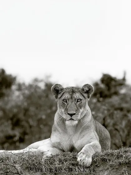 A regal portrait of a queen. Her calm confidence and direct gaze make this a captivating image.