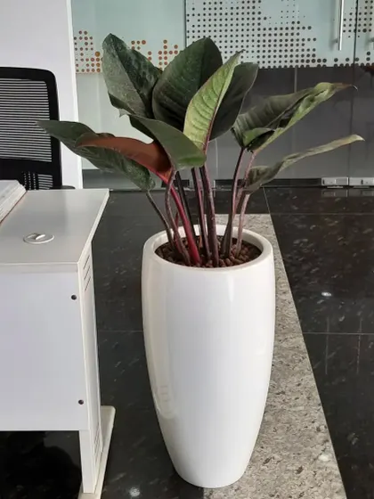 A tall Calathea plant in a sleek white planter next to a desk, adding a touch of color and life to an individual workspace.