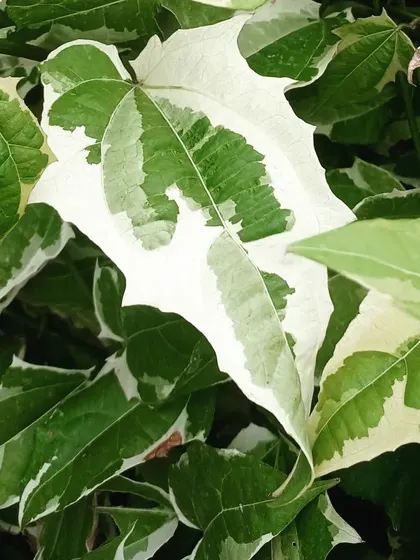 The Variegated Thunbergia is a beautiful vining plant with striking green and white leaves. While often used outdoors, its variegation makes it a special addition for collectors looking for unusual foliage.