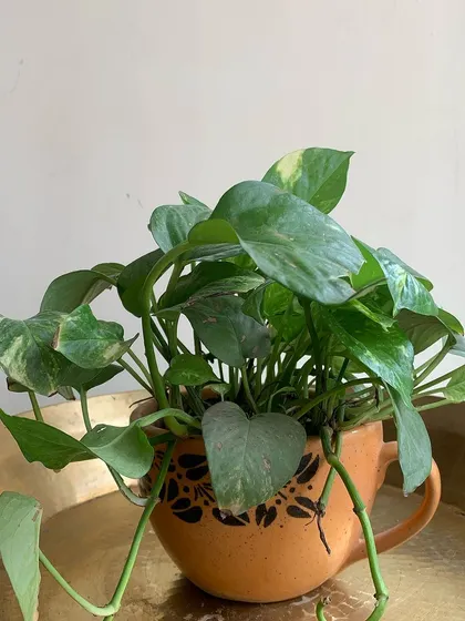 This terracotta planter with a handle combines a classic material with a modern, mug-like shape, creating a warm and earthy home for a trailing Pothos.