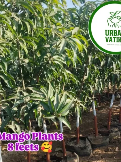 These 8-feet tall mango plants are ready to make a big impact in any garden.