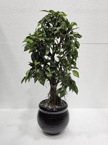 A tabletop-sized artificial Ficus tree in a black ceramic pot, offering the look of a large tree in a compact form.