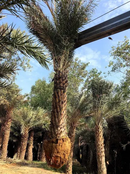 Sourcing the best plants is key. Here is a large Date Palm being prepared for transport to a client's site. I ensure all my large trees are healthy and handled with care.