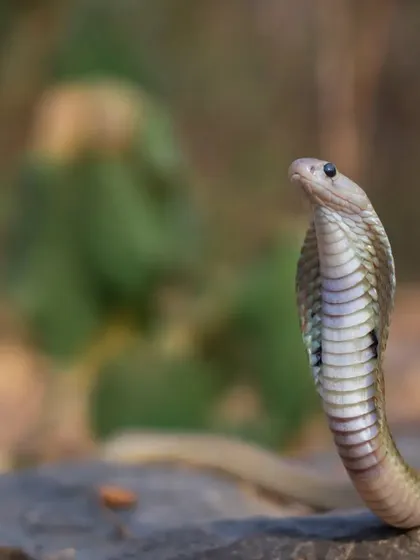 A juvenile Indian Cobra in its natural habitat. Learning about these animals is the first step toward overcoming fear and appreciating their role in nature.