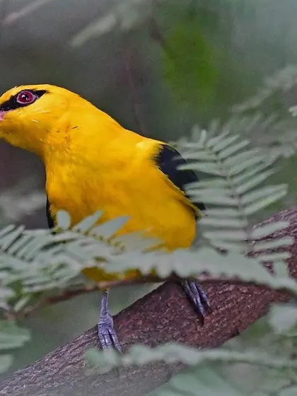 A Golden Oriole peers through the leaves of a tamarind tree. Having such joyful, dazzling company just a few feet from where I work is a constant source of inspiration, a reminder that the wild is always closer than we think.