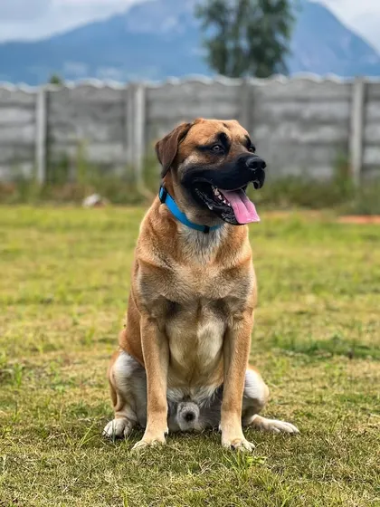 This is Kumbhu, a handsome mixed-breed dog, posing for the camera at our pet resort. We love getting to know the unique personalities of every dog that stays with us.