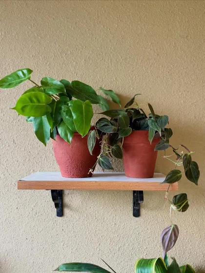 These simple wall shelves were made from leftover ply boards from the client's home. They are perfect for holding smaller pots like these Philodendrons, adding a touch of green at eye level.