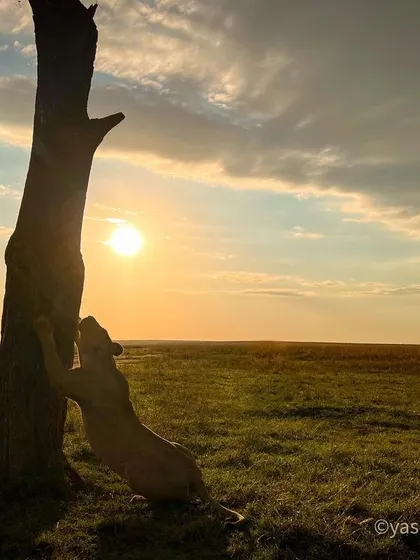 A lioness marks her territory at sunrise. This is a perfect example of capturing behavior, light, and environment all in one frame. The silhouette against the sun creates a powerful, graphic image.