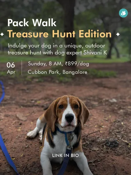 Ready for a Treasure Hunt? This unique pack walk in Cubbon Park turns a regular walk into an exciting adventure with riddles and challenges.