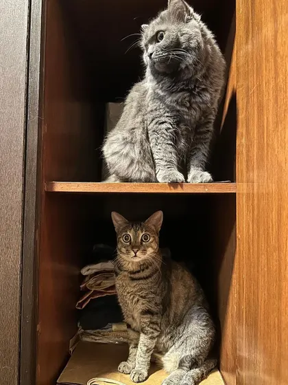 We don't just help dogs. Meet Noor, a Persian British Shorthair, and Muezza, a Bengal. These two inseparable sisters are looking for a home together. Our adoption services extend to cats and other animals who have been abandoned or need a new family.