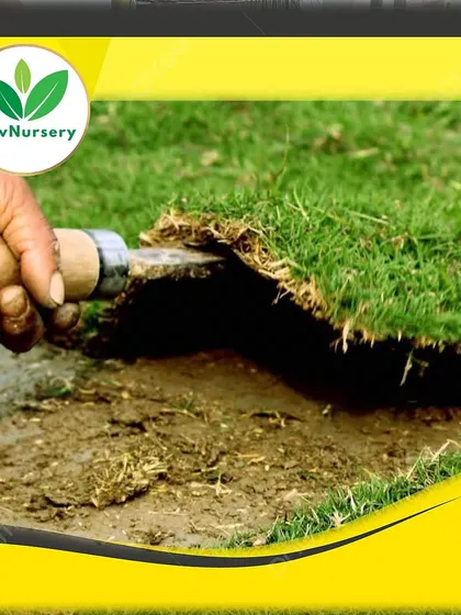 A worker demonstrates how to properly lift and check the quality of a grass turf section.