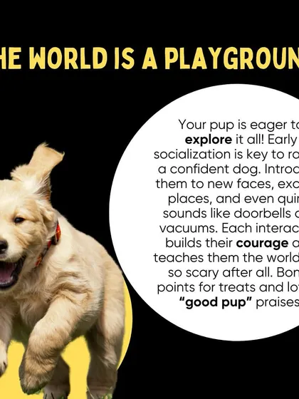 Early socialization is key to raising a confident, well-adjusted dog. Introduce your puppy to new sights, sounds, and faces in a positive way.