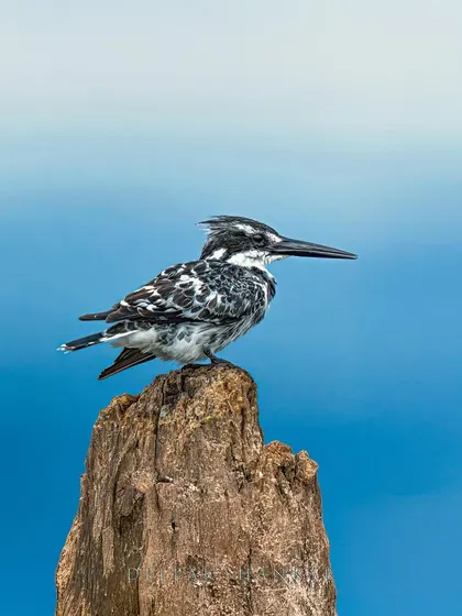 A close-up on that elegant form. The contrast between the bird and the blue water creates a vibrant and captivating image.