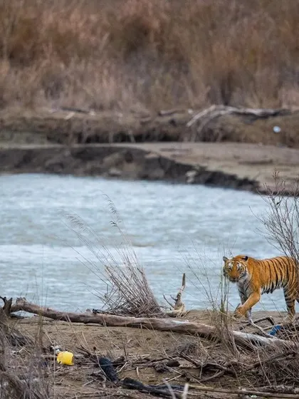 The start of an incredible hunting sequence in Jim Corbett. A tigress patrols the bank of the Ramganga River, unaware of the drama about to unfold.