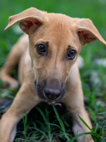 A low-angle shot of Kadhali lying in the grass, looking directly into the lens. This perspective creates an intimate portrait, making you feel connected to her gentle spirit.