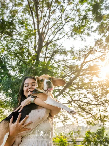 A Beagle with ears flying, being lifted in the air by her owner. This sun-drenched photo is full of love and happiness.