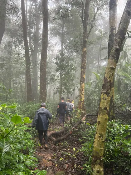 Trekking through a dense, misty forest. The atmosphere in these high-altitude shola forests is magical and mysterious.