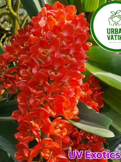 My collection includes rare and exotic plants like this stunning red Rhynchostylis orchid, perfect for collectors and enthusiasts looking for something unique.