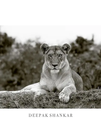 A lioness sits regally, her gaze unwavering. The sepia-toned monochrome gives this portrait a timeless, classic feel, as if she is a queen from another era looking into your soul.