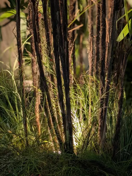 A close-up of the lighting effect we used at the Anita Dongre preview. An uplight placed in the center of this arrangement illuminates the stems of the plants from within, creating a dramatic, glowing effect that looks like a small bonfire in a forest.