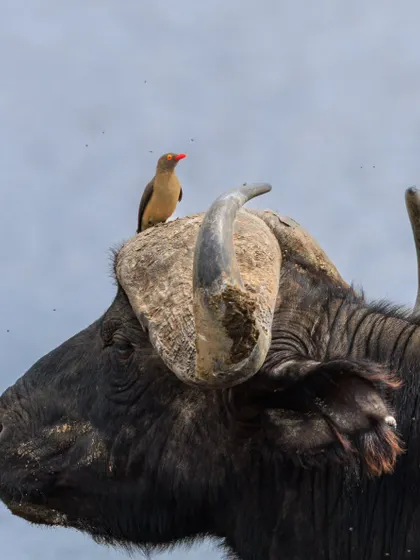 A Red-billed Oxpecker perches on the horn of a Cape Buffalo. This symbiotic relationship is a classic sight, where the bird gets a meal of ticks and the buffalo gets a cleaning service.