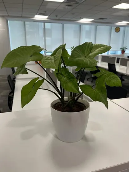 A Syngonium plant on an office desk, known for its air-purifying qualities.