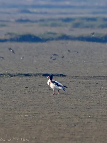 A clearer view of the Common Shelduck, a large and distinctive waterfowl that is a rare winter visitor to our region.