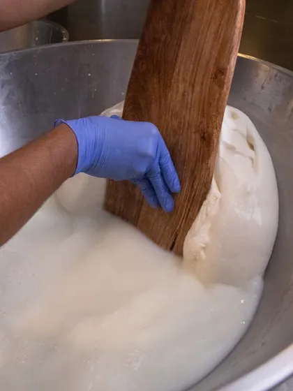 Another angle showing the careful kneading of the mozzarella in the whey. This ensures the cheese is evenly textured and ready to be shaped.