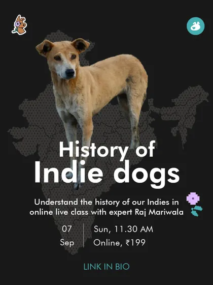 Our 'History of Indie Dogs' class is designed to fix the knowledge gap about our native breeds. For a small fee, which is donated to charity, you can learn about the origins and behavior of these incredible dogs.