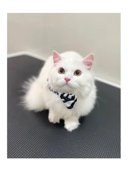This white Persian kitten is looking dapper with a striped bow tie. His coat is soft, clean, and ready for cuddles.