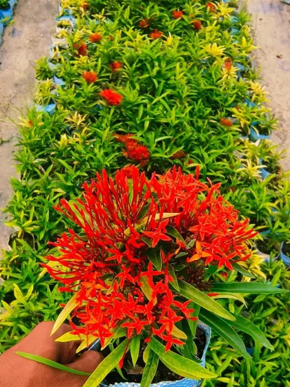 The classic red Ixora, known for its vibrant and long-lasting flowers.