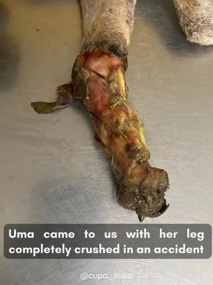 Uma came to us with her forelimb completely crushed in an accident. The damage was irreparable, with multiple fractures and exposed bone.