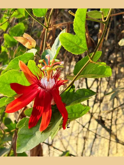 The intricate and beautiful red Passion Flower (Passiflora vitifolia). This climbing vine can transform a simple wall or fence into a stunning, vibrant feature.