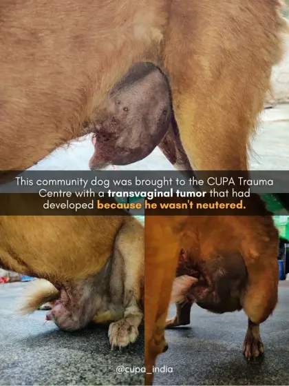 This community dog was brought to us with a large transvaginal tumor that developed because he was not neutered. Neutering is the only way to prevent the spread of TVTs.