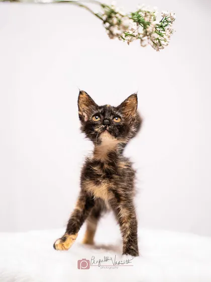 A tiny tortoiseshell kitten looking up at a flower, full of wonder and curiosity. These are the precious moments of discovery for a young animal.