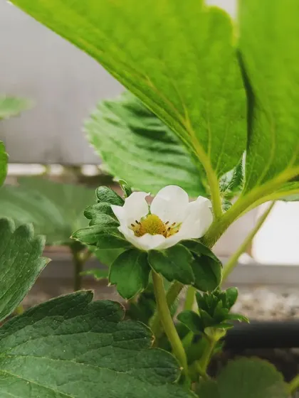 A delicate strawberry flower, signaling the start of the season. Soon, this will develop into a sweet, juicy berry.