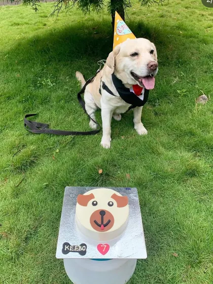 Keebo the Labrador celebrating his 7th birthday with an outdoor party. He's dressed for the occasion in a smart tuxedo-style harness.