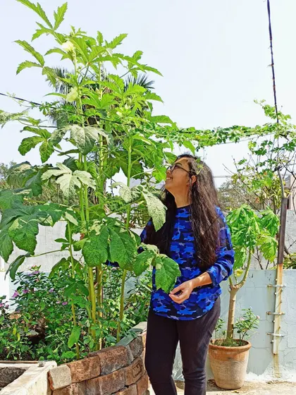 Another angle showing just how tall and strong these okra plants grew in my terrace garden bed.