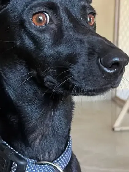 This handsome black dog is posing perfectly, comfortable and attentive in our indoor area.