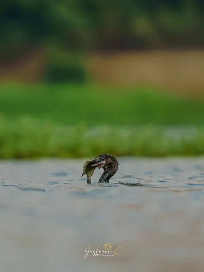 A Little Cormorant with its head above water, wrestling to position a captured fish.
