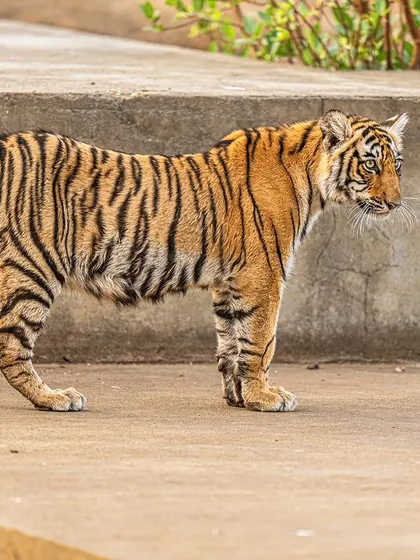 Using the rule of thirds, this tiger cub is placed at the intersection of the grid lines, creating a visually appealing and balanced composition. Focusing on the eye is always the priority.