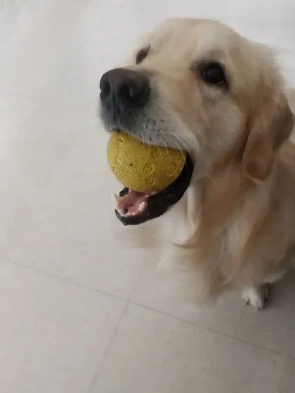 A happy Arlo with his ball. He's a true retriever at heart.